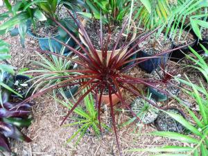 Neophytum group 01 4-20-11.JPG